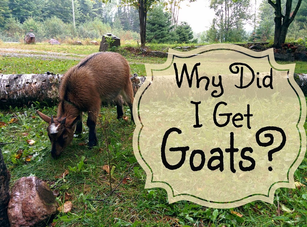 Why I got Goats