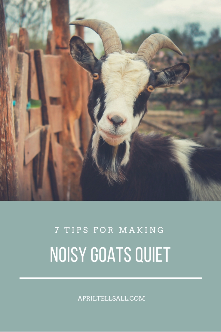 7 Tips for Making Noisy Goats Quiet