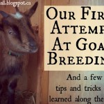 Our First Attempt at Goat Breeding