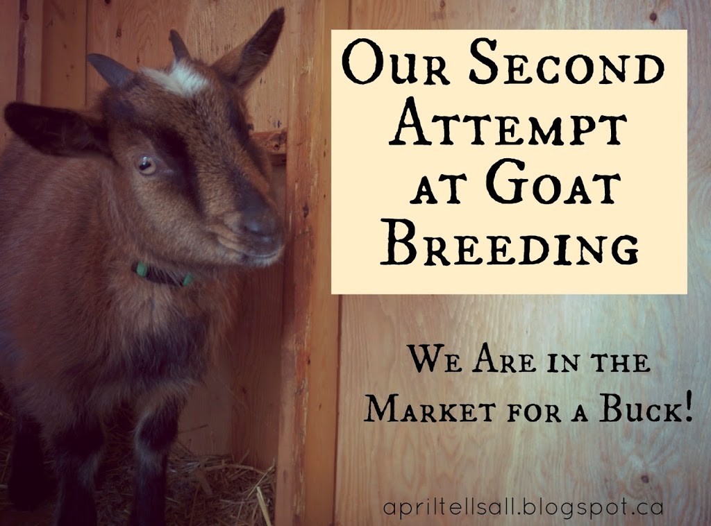 Our Second Attempt at Goat Breeding