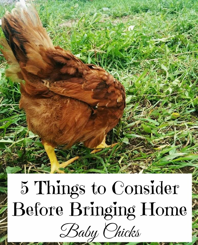 5 Things to Consider Before Bringing Home Baby Chicks