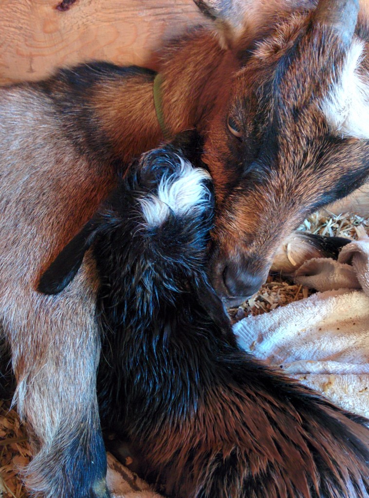 Our first baby goat was born on the farm today! Oh how awesome to witness a life coming into the world. 