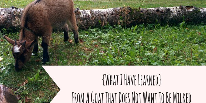 What I Have Learned From A Goat That Does Not Want To Be Milked