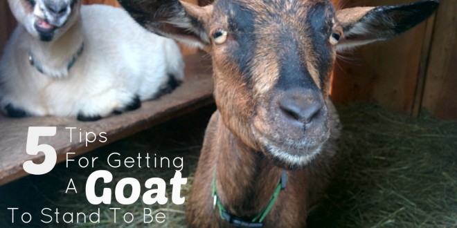 5 Tips For Getting A Goat To Stand To Be Milked