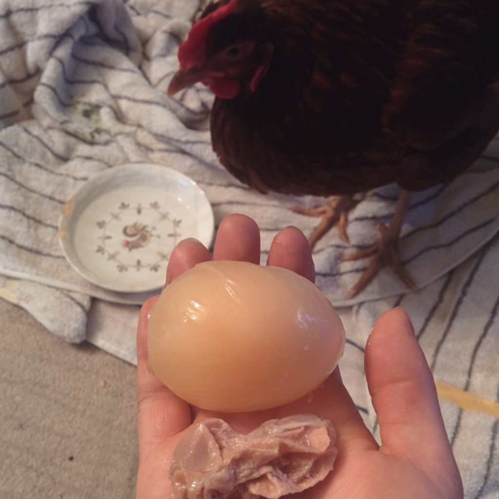 Egg Bound Hen - Symptoms, Cause, Treatment and Prevention