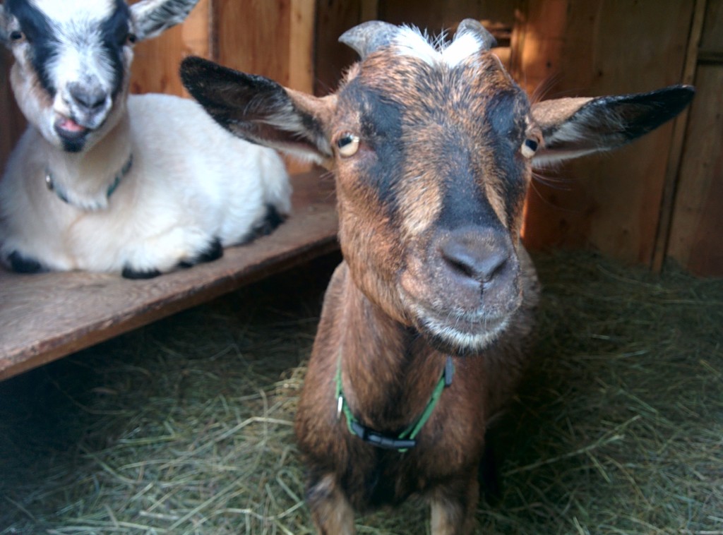 So you're thinking of getting a goat? Here is a simple guide to everything you'll need to know to get started with goats. 