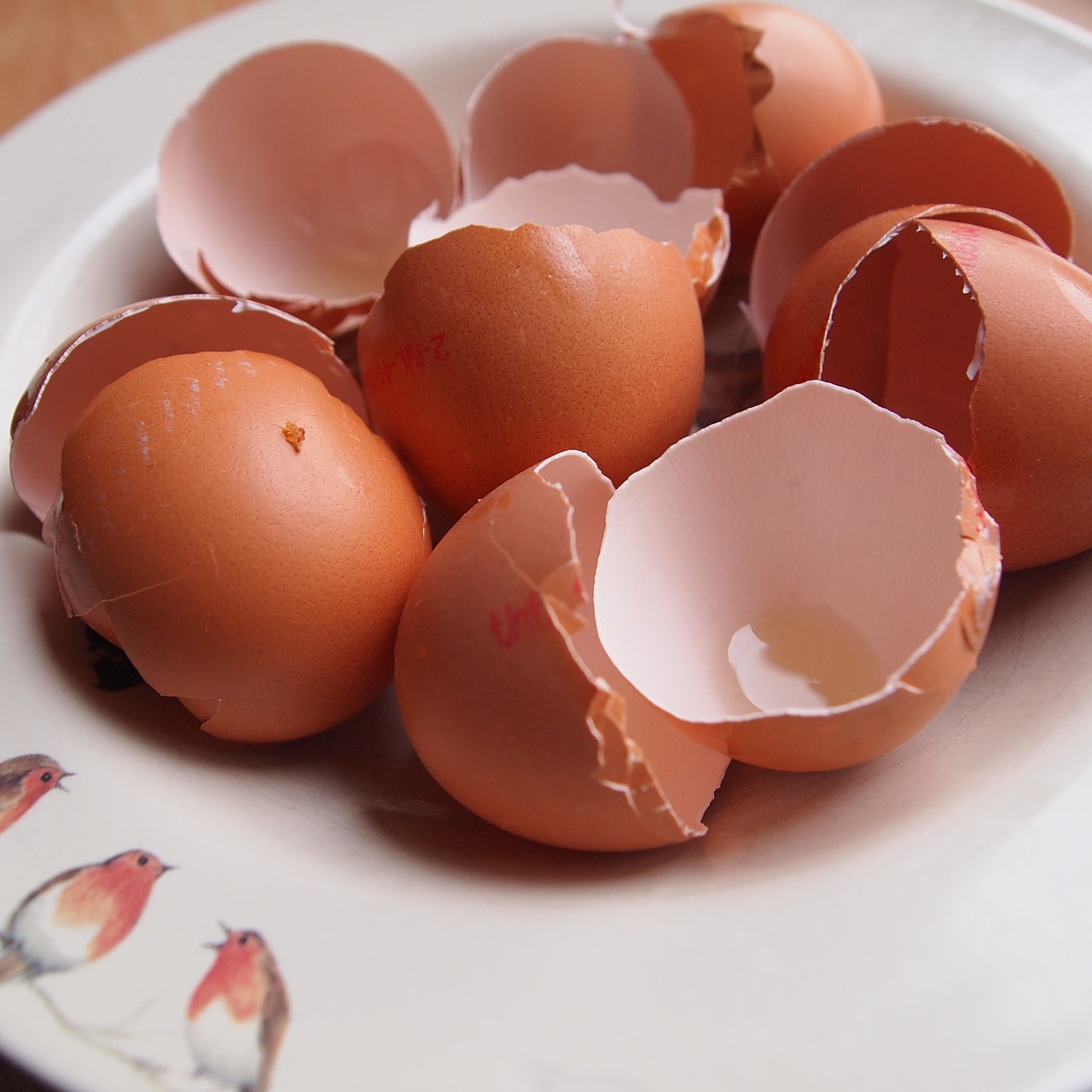 Feeding Back Eggs Shells to Laying Hens