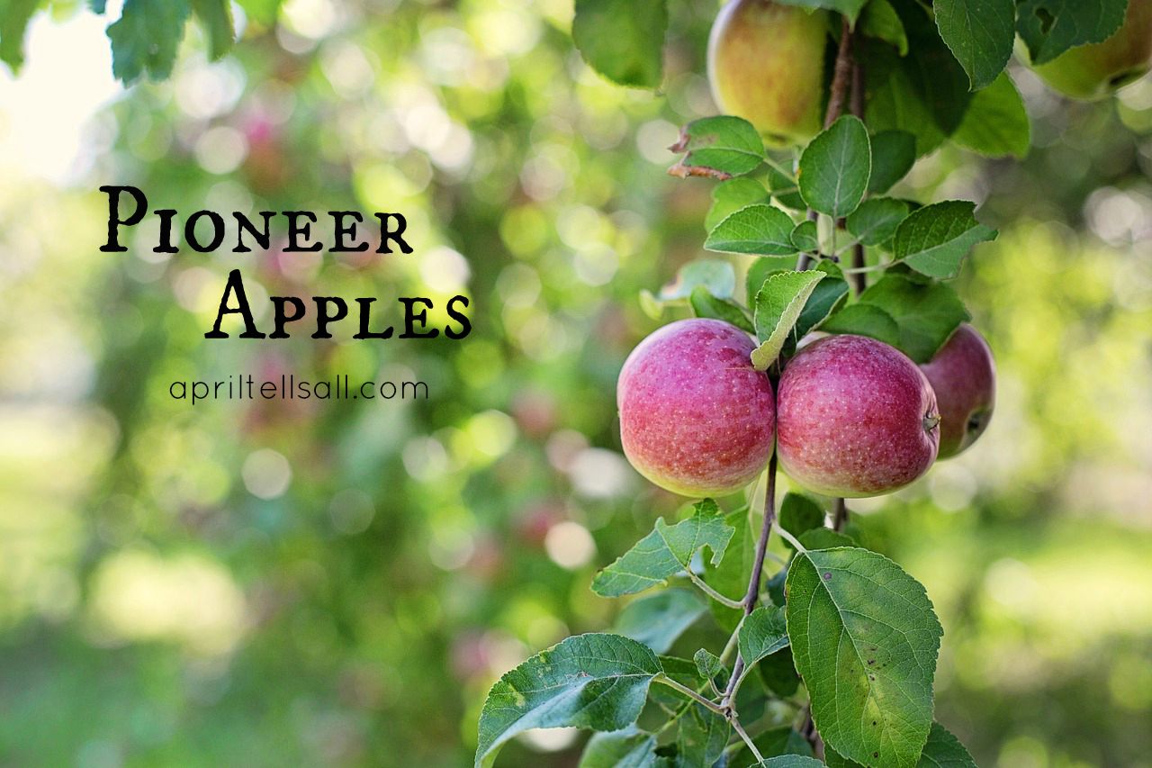 Pioneer Apples
