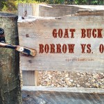Goat Buck: Borrow vs Own