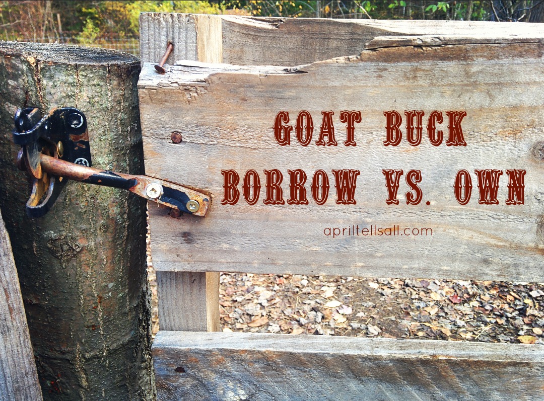 Goat Buck: Borrow vs Own