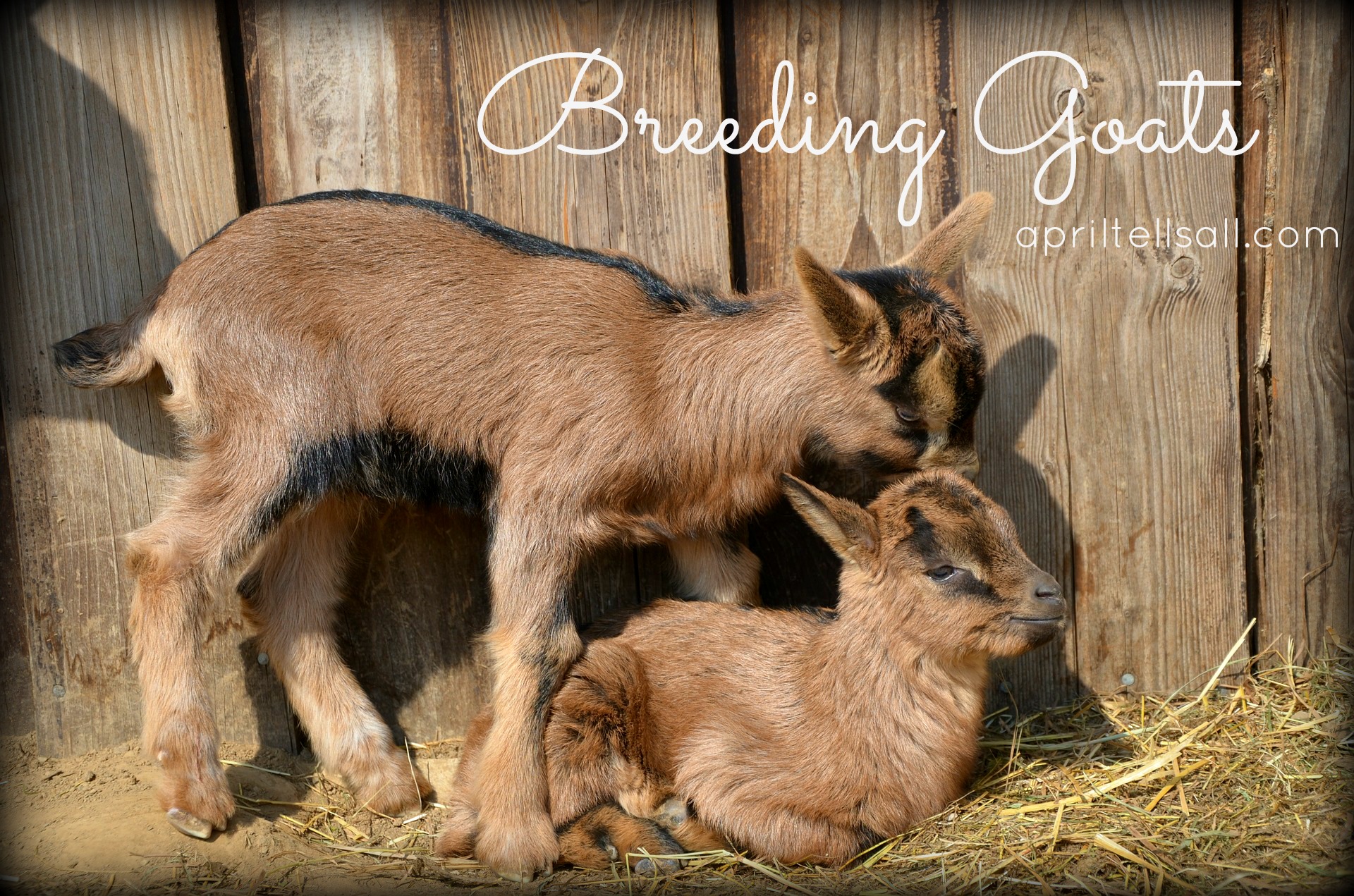 Breeding Goats