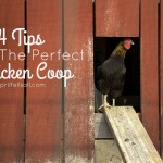 4 Tips For The Perfect Chicken Coop