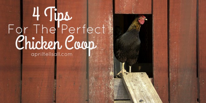 4 Tips For The Perfect Chicken Coop