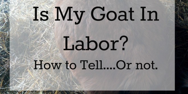 Is My Goat In Labor? {How To Tell…Or Not}