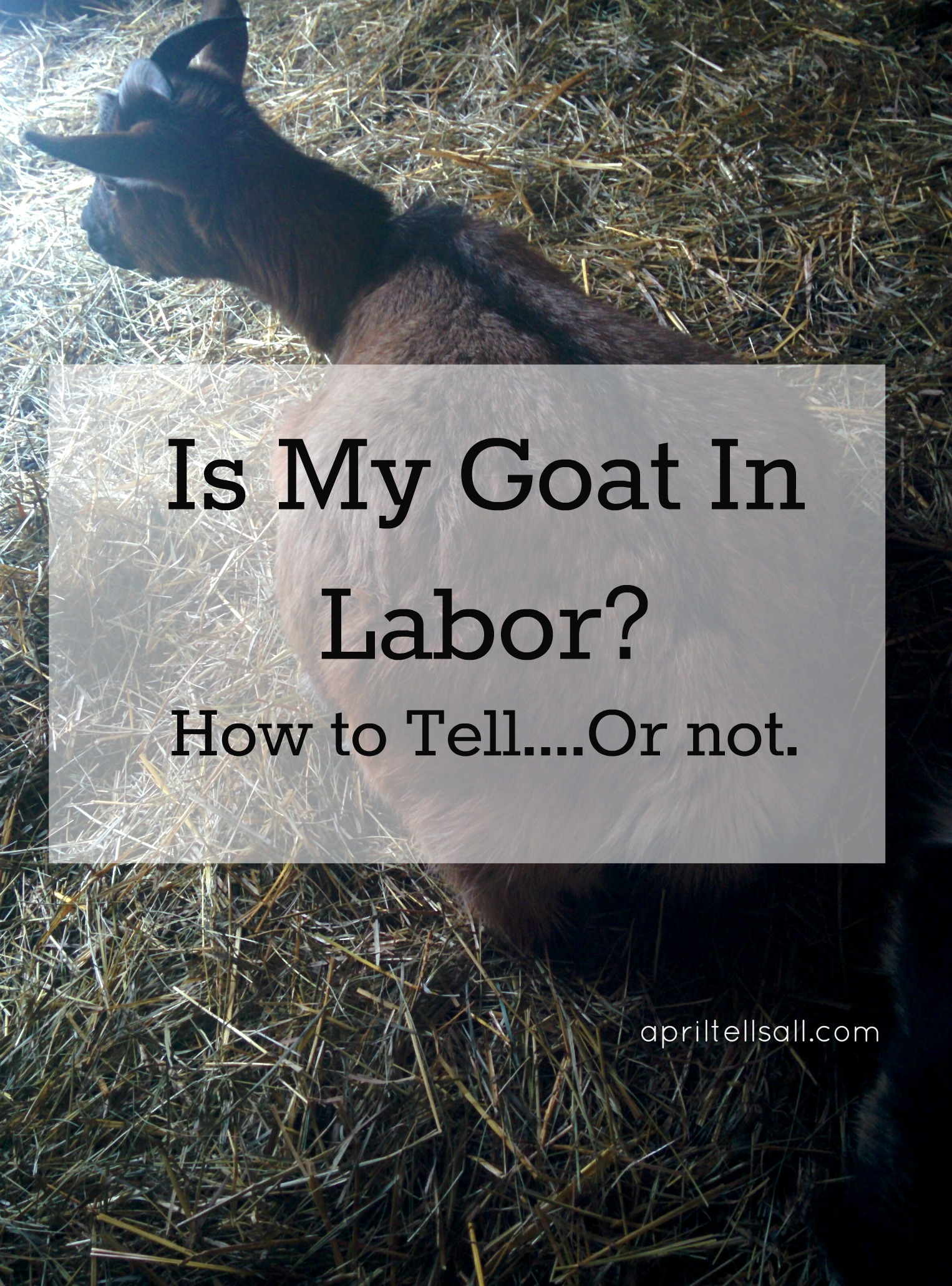 Is My Goat In Labor? {How To Tell…Or Not}