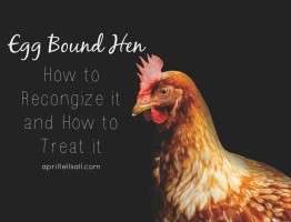 Egg Bound Hen