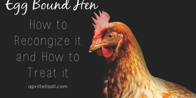 Egg Bound Hen