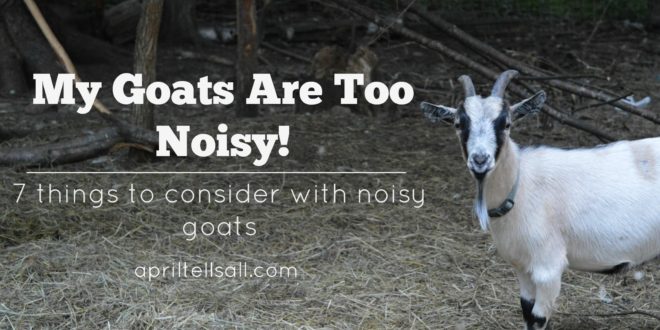 My Goats Are Too Noisy!
