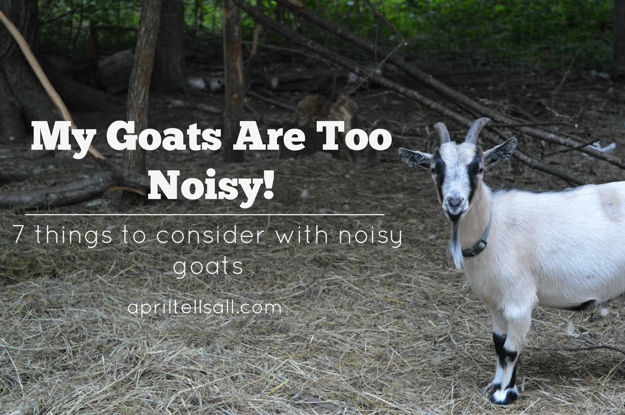 My Goats Are Too Noisy!