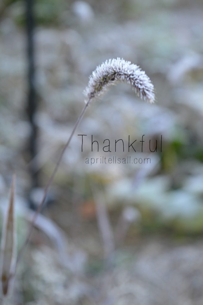 thankfultitle