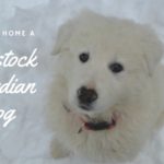 Bringing Home A Livestock Guardian Dog