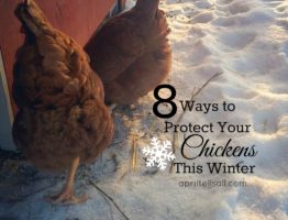 8 Ways to Protect Your Chickens This Winter