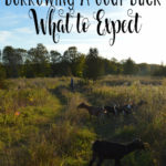 Borrowing a Goat Buck – What to Expect