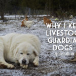 Why I Keep Livestock Guardian Dogs {aka dog mama bragging}