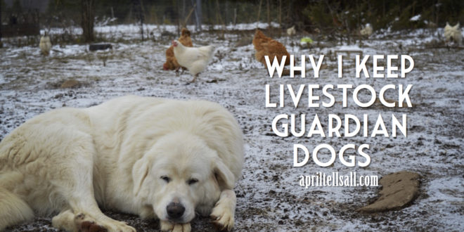 Why I Keep Livestock Guardian Dogs {aka dog mama bragging}