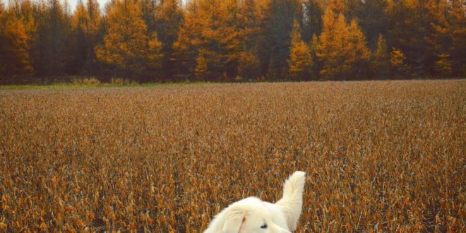 Livestock Guardian Dogs: Are They Right For Your Farm?