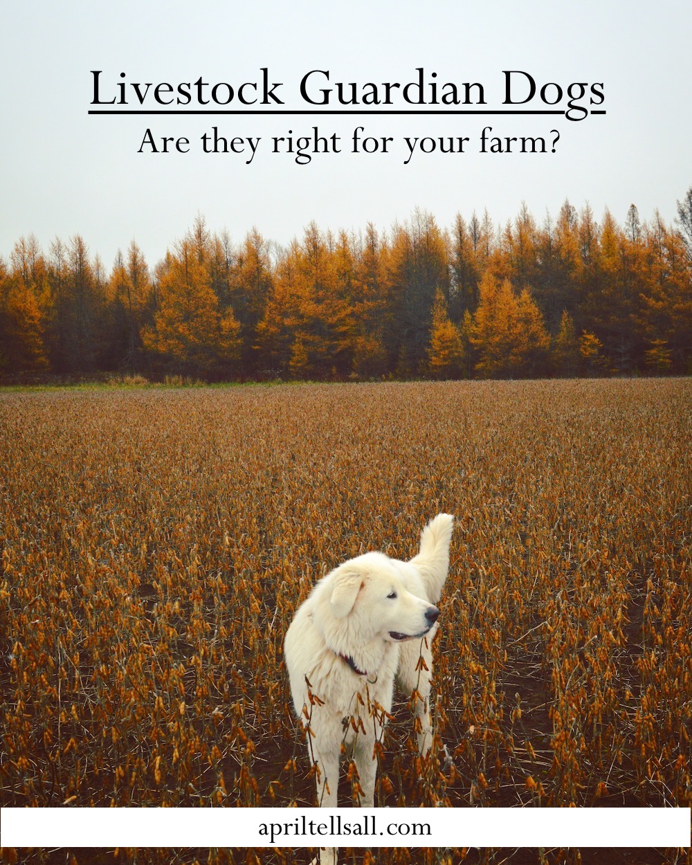 Livestock Guardian Dogs: Are They Right For Your Farm?