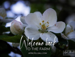 Welcome Back to the Farm