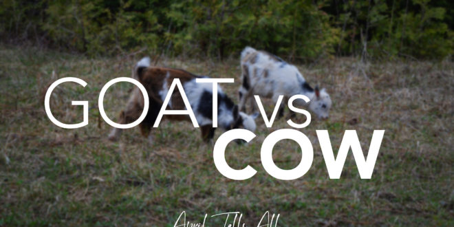 Goat vs. Cow